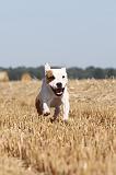 STAFFIE 007